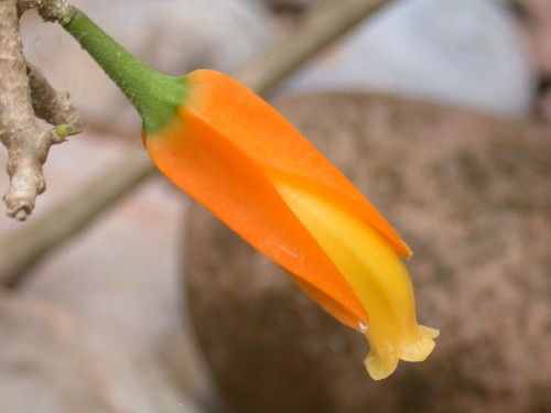 Flor de Juanulloa parasitica (Solanaceae)
