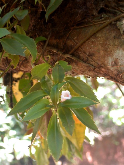 Codonanthe calcarata (Gesneriaceae)