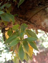 Codonanthe calcarata (Gesneriaceae)
