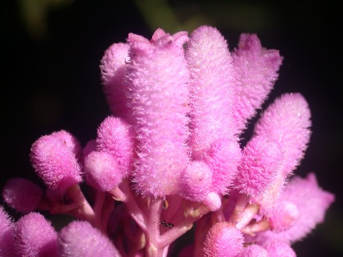 Flores de Palicourea lasiantha (Rubiaceae)