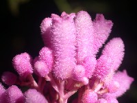 Flores de Palicourea lasiantha (Rubiaceae)