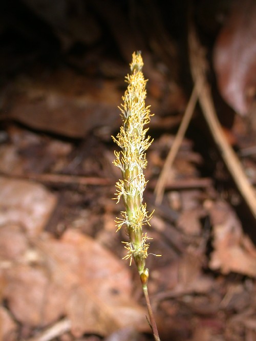 Espiga de Parian sp. (Poaceae)