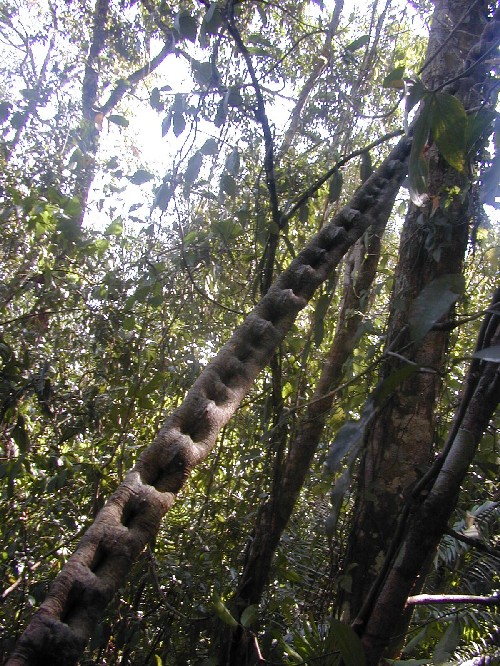 Tallo de liana del gnero Bauhinia (Fabaceae)