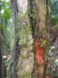 Tallo y rama con espinas de Ua de gato (Uncaria guianensis, Rubiaceae)