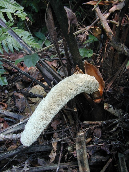 Inflorescencia masculina de Phytelephas macrocarpa (Arecaceae)