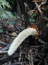 Inflorescencia masculina de Phytelephas macrocarpa (Arecaceae)