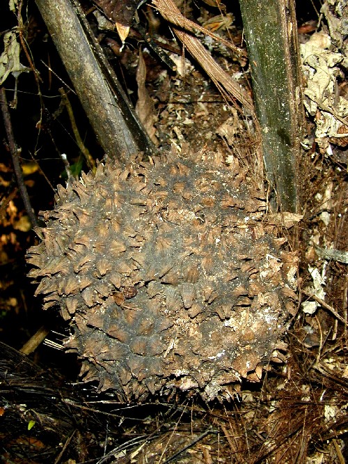 Infrutescencia de Phytelephas macrocarpa (Arecaceae)