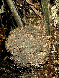 Infrutescencia de Phytelephas macrocarpa (Arecaceae)