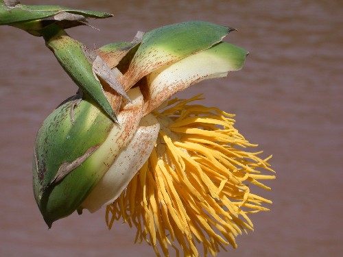 Inflorescencia masculina de Thoracocarpus bissectus (Cyclanthaceae)