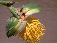 Inflorescencia masculina de Thoracocarpus bissectus (Cyclanthaceae)