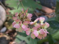 Frutos de Mascagnia sp. (Malpighiaceae)