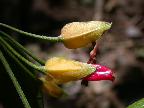 Flores de Mendoncia aspera (Acanthaceae)