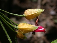 Flores de Mendoncia aspera (Acanthaceae)