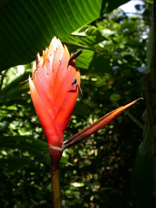 Inflorescencia de Heliconia episcopalis (Heliconiaceae)