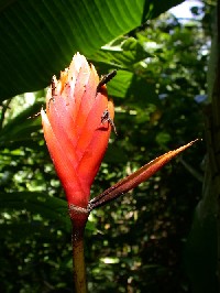 Inflorescencia de Heliconia episcopalis (Heliconiaceae)