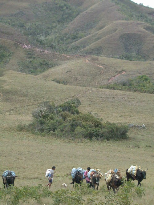 Transportando materiales en bueyes