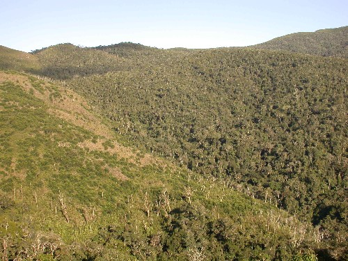 Limite entre sabana y bosque montano