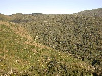 Limite entre sabana y bosque montano