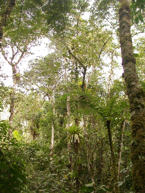 Bosque montano con helechos arboreos