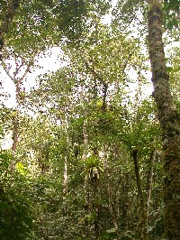 Bosque montano con helechos arboreos