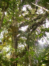 Arboles con epifitas en bosque montano