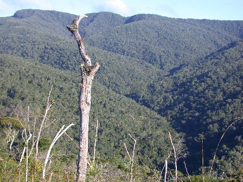 Serrania cubierta por bosque montano pluvial