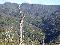 Serrania cubierta por bosque montano pluvial