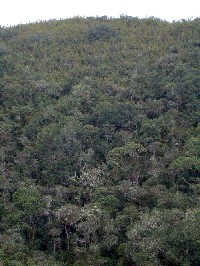 Bosquete de filos de cerro