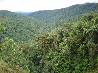 Bosque subandino pluvial