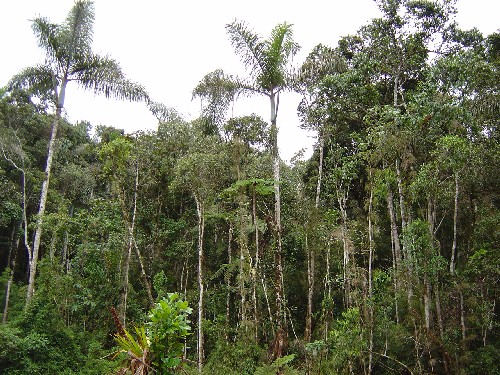 Bosque subandino pluvial con Dictyocaryum lamarckianum