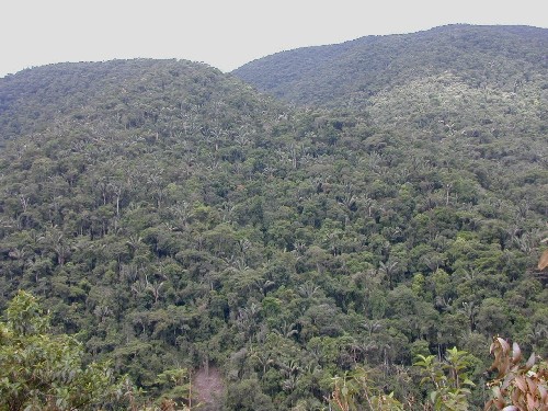 Bosque subandino pluvial con Oenocarpus bataua