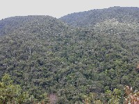 Bosque subandino pluvial con Oenocarpus bataua