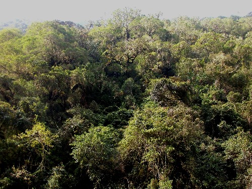 Bosque montano estacional