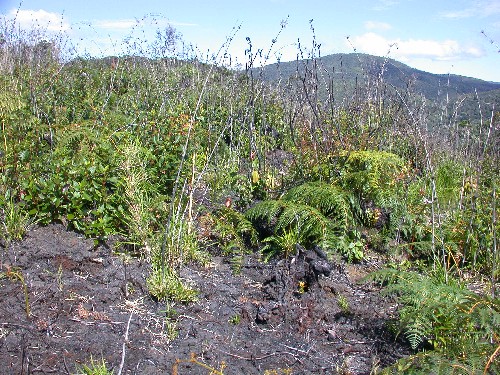 Vegetacion secundaria en areas quemadas