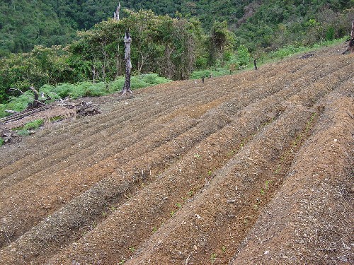 Cultivo de coca