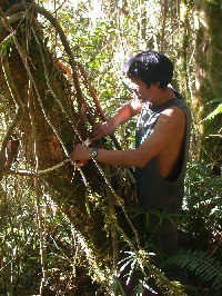 Midiendo diametro de arbol