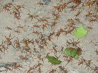 Hormigas cortadoras