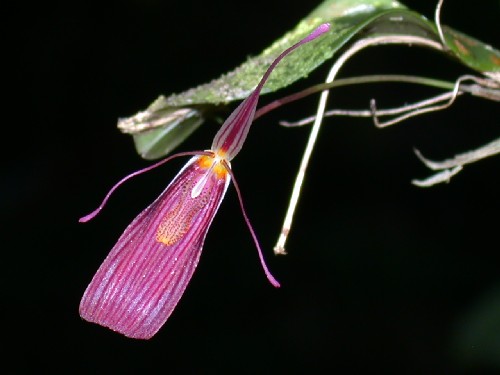 Flor de Restrepia vasquezii (Orchidaceae)