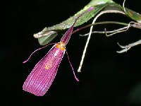 Flor de Restrepia vasquezii (Orchidaceae)