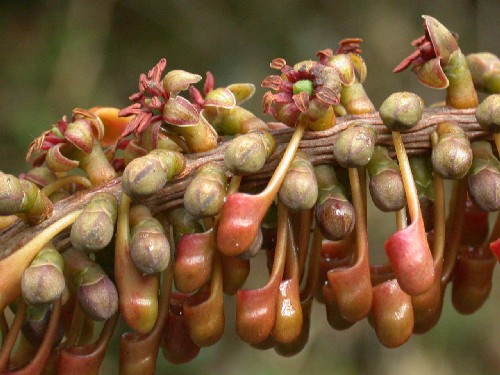 Marcgraviaceae sp.