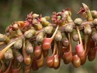 Marcgraviaceae sp.