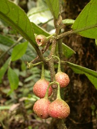 Siparuna sp. (Monimiaceae)