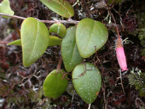 Sphyrospermum cordifolium (Ericaceae)