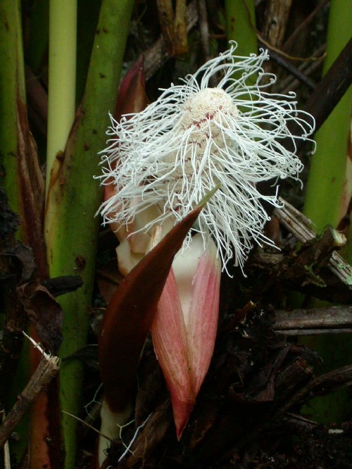 Inflorescencia masculina de Cyclanthaceae