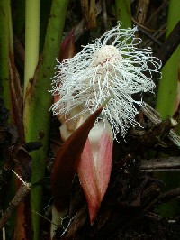 Inflorescencia masculina de Cyclanthaceae