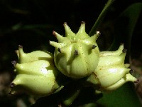 Frutos de Clusia sp. (Clusiaceae)