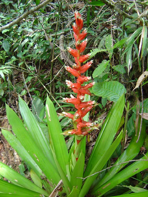 Mezobromelia capituligera (Bromeliaceae)