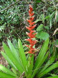 Mezobromelia capituligera (Bromeliaceae)