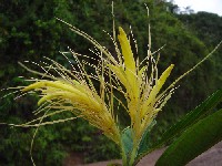 Justicia umbricola (Acanthaceae)