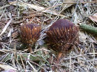 Langsdorffia hypogaea (Balanophoraceae)